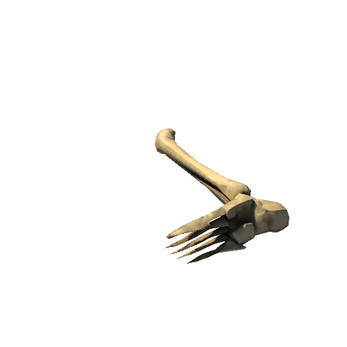 Skeleton_bone_07 Variant